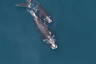 NOAA Expands Critical Habitat for Endangered North Atlantic Right Whales