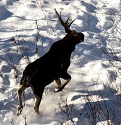 Radio-collar study vital in understanding moose habits