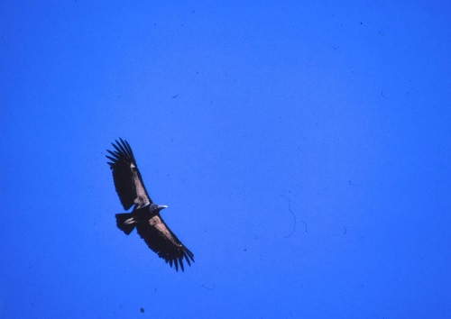 USFW- California Condor AC-4 Returns to the Wild After 30 Years