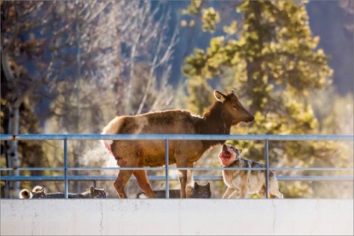 Banff wolf pack takes down elk on railway overpass 1