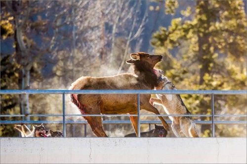 Banff wolf pack takes down elk on railway overpass 2