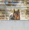 Banff wolf pack takes down elk on railway overpass 3