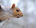 Cure Winter Boredom With a Squirrel Still-Hunt