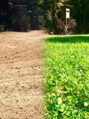 Food Plots for Beginners 1