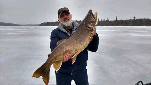 Giant Lake Trout (Togue) Nears State Record In Maine