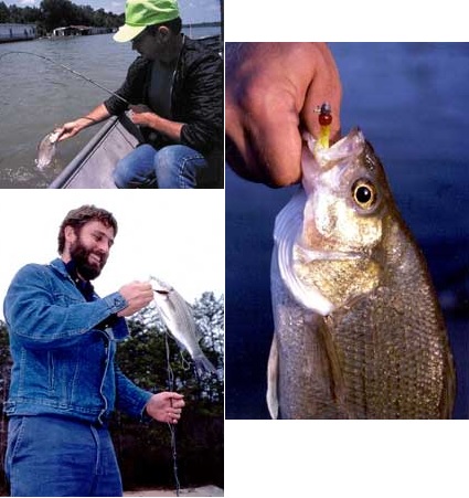 How To Target Wintertime White Bass