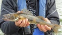KASKASKIA RIVER SAUGER FISHING