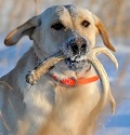 Training Your Dog To Shed Hunt