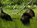 10 Tips for a Safe Spring Turkey Hunt