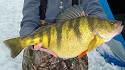 Another Idaho record perch caught at Lake Cascade 1