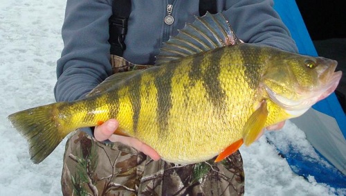 Another Idaho record perch caught at Lake Cascade