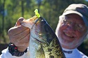 Bass, Walleye, Panfishing Catching Machine - The Magical Swirleybird 2