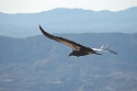 California's Newest Condor Wears a Basketball Jersey 1