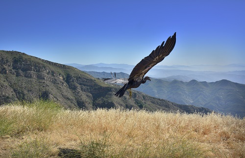 California's Newest Condor Wears a Basketball Jersey 2