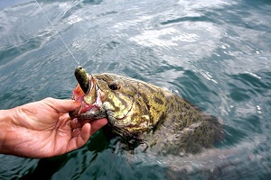 Camper's Guide to Artificial Fishing Lures 2