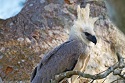 Fascinating Facts about the Harpy Eagle 1