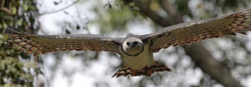 Fascinating Facts about the Harpy Eagle 2