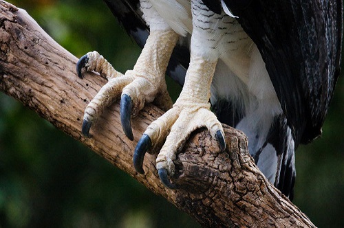 Fascinating Facts about the Harpy Eagle 3