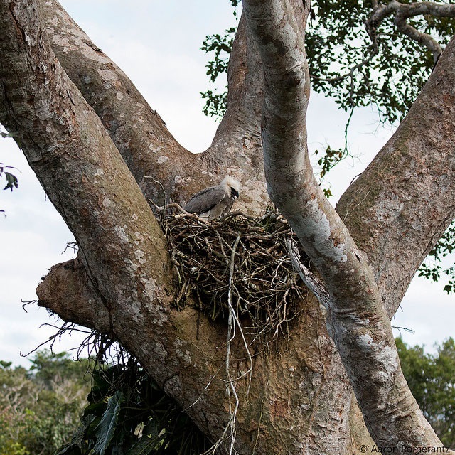 Fascinating Facts about the Harpy Eagle 4