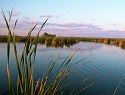 Horicon National Wildlife Refuge- Internationally Celebrated Wetland Turns 75