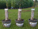 Now Is The Time To Plant Chestnut Hill Food Plot Trees