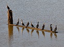 OR-Cormorant harassment aims to protect young fish