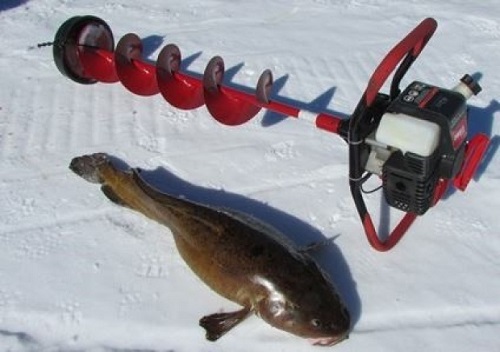Record-breaking freshwater cod, burbot, eelpout, cusk landed in Ontario 3