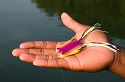 Summer's Best Bass Lure- This Pro Likes Floating Frogs 1
