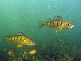 Tasty yellow perch a favorite for winter-weary anglers