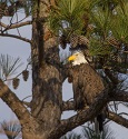 Test Your Bald Eagles Knowledge