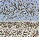 Yamaha Outdoors  - March Snow Geese