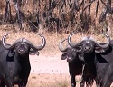 Black Death - Hunting Cape Buffalo with a Bow