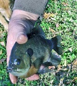 DEVILS KITCHEN BLUEGILLS