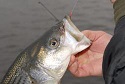 How To Handle First Stripers of Spring