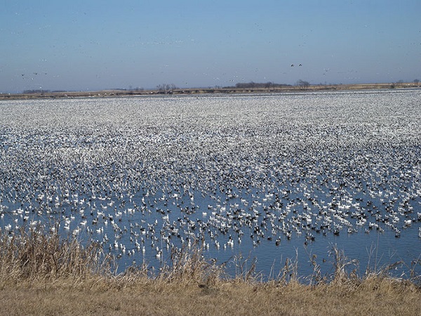 The Geese are Coming! The Geese are Coming!