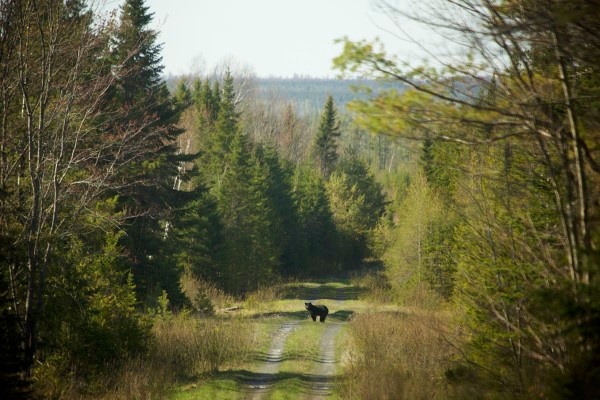 Maine Wildlife Conservation Council 2