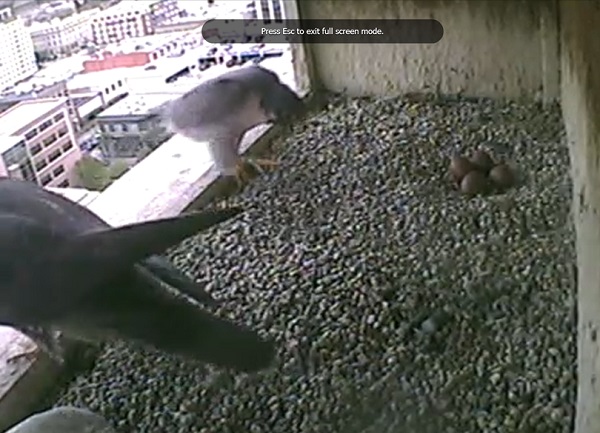 Peregrine falcon nest webcam live in downtown Boise 1