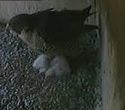 Peregrine falcon nest webcam live in downtown Boise