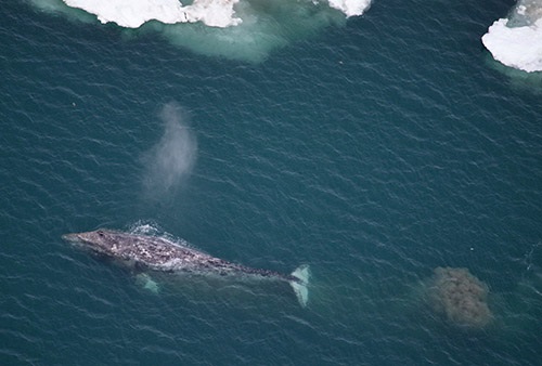 Sentinels of Change - Gray Whales in the Arctic 1