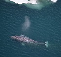 Sentinels of Change - Gray Whales in the Arctic