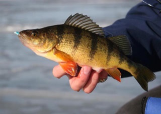 Softbait strategies for open-water panfish and crappie 2