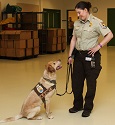 Wildlife Detection Dogs - Nosing Out the Bad Guys 1