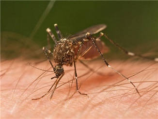 Are You a Mosquito Magnet