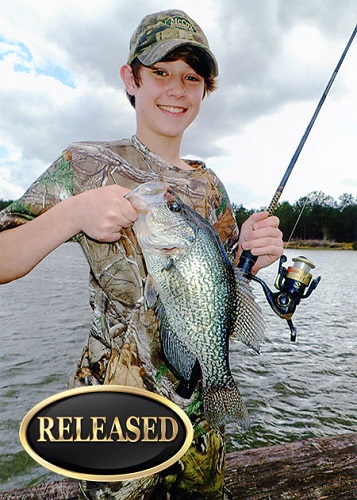 Harless' Black Crappie