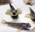 How has the invasion of round gobies affected Upstate NY fishing