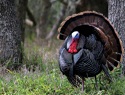 More Spring Turkey Hunting Mistakes You Shouldn't Make