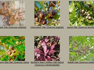 New Red Oak Hybrid from Mossy Oak Nativ Nurseries