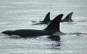 Orca Whales Up Close and Personal