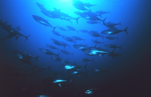 Pacific Bluefin Tuna-Limits on U.S. fishery makes this fish a good choice 1