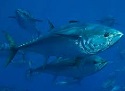 Pacific Bluefin Tuna-Limits on U.S. fishery makes this fish a good choice 2